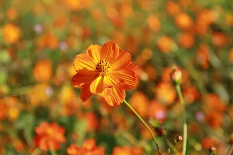 Orange flowers