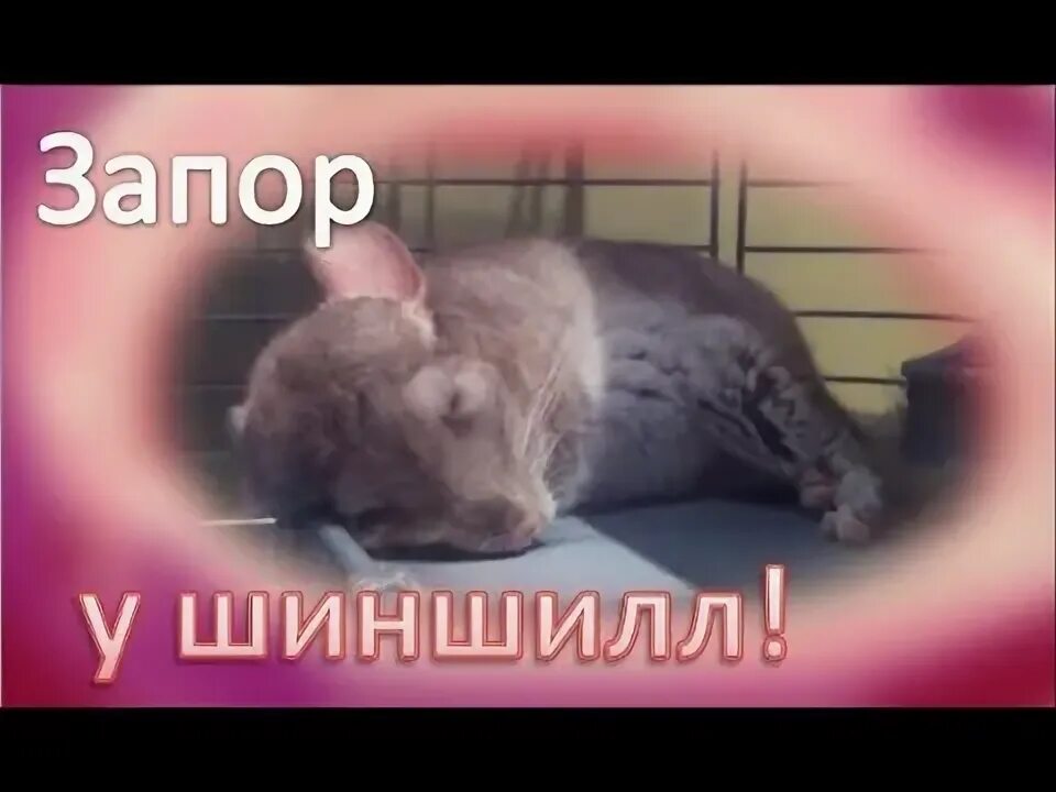 Инсульт у шиншиллы. Инсульт у шиншиллы