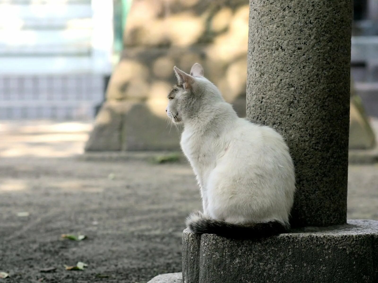 Фото сидящей кошки. Кошка сидит. Кот на улице. Уличная кошка. Сидячая кошка.