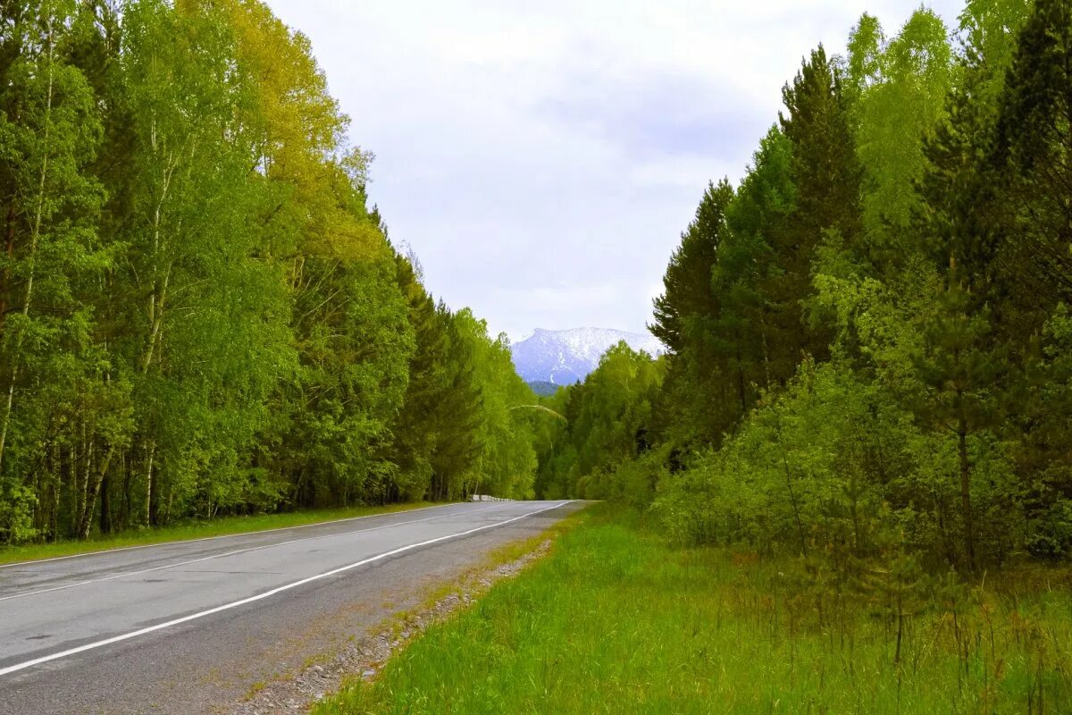 Лес возле дороги. Красивые дороги подмосковья. Лес вдоль дорог. Дорога вдоль леса. Загородная дорога.