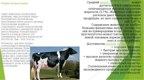 Порода черно пестрая описание