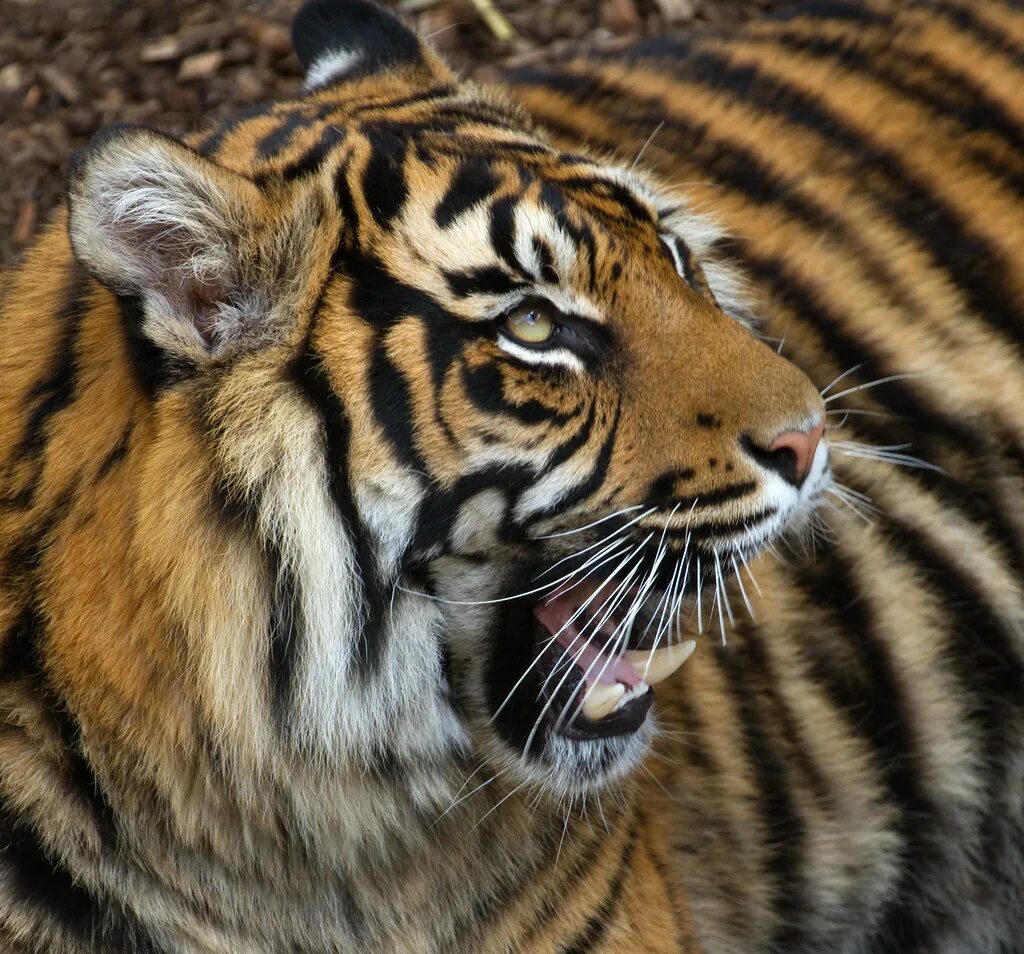Arignar anna zoological park. Тигровая 1. Лошадь+ тигр. Тигровая 1. Национальный зоологический парк дели.