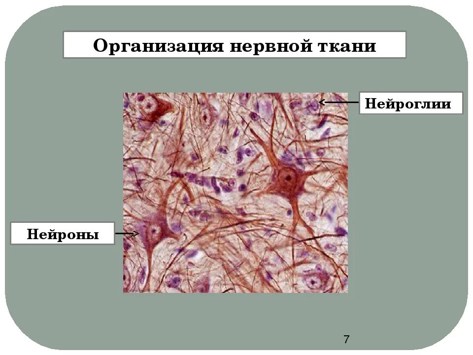Нервная ткань состоит из собственно нервных. Клетки нейроглии гистология. Строение нейроглии нервной ткани. Строение нейрона и функции нейроглии. Tyhdyfz ткань.