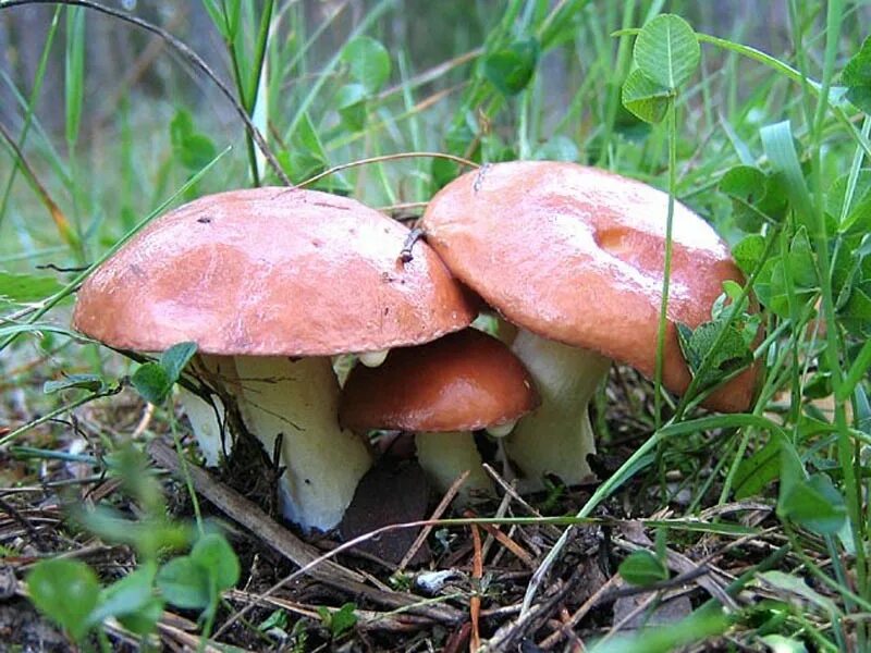 Грибы маслята. Съедобные грибы маслята. Фото грибов маслята. Маслёнок гриб съедобный.
