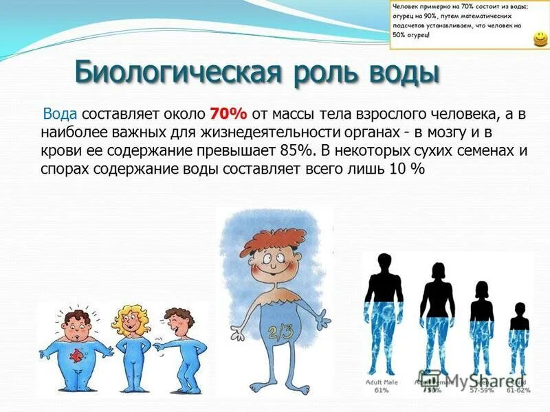 В чем заключается роль воды