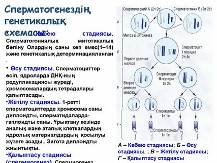 Гаплоидная клетка сперматоцит первого порядка