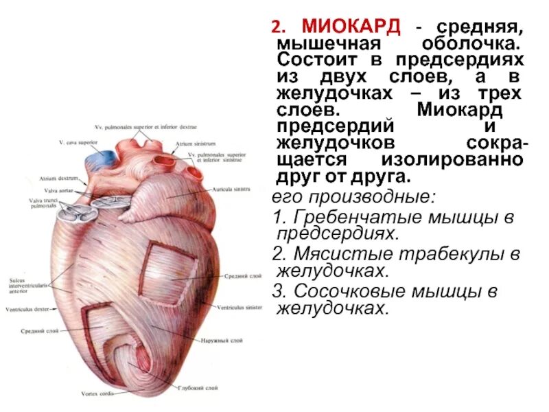 3 отделы левого желудочка сердца