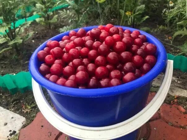 Сколько кг вишни в ведре