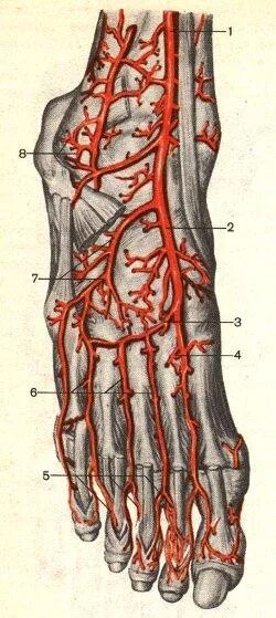 Артерия тыла стопы анатомия. Тыльная артерия стопы анатомия. Латеральная предплюсневая артерия. Медиальная предплюсневая артерия. Основные артерии стопы