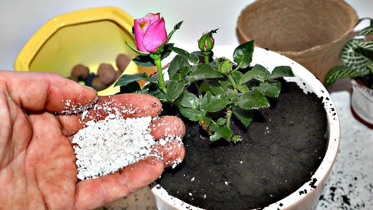 пересадка домашней розы после покупки. пересадка розы в горшке. бутоны розы кордана. пересадить розу в горшке. пересадка домашней розы после покупки.