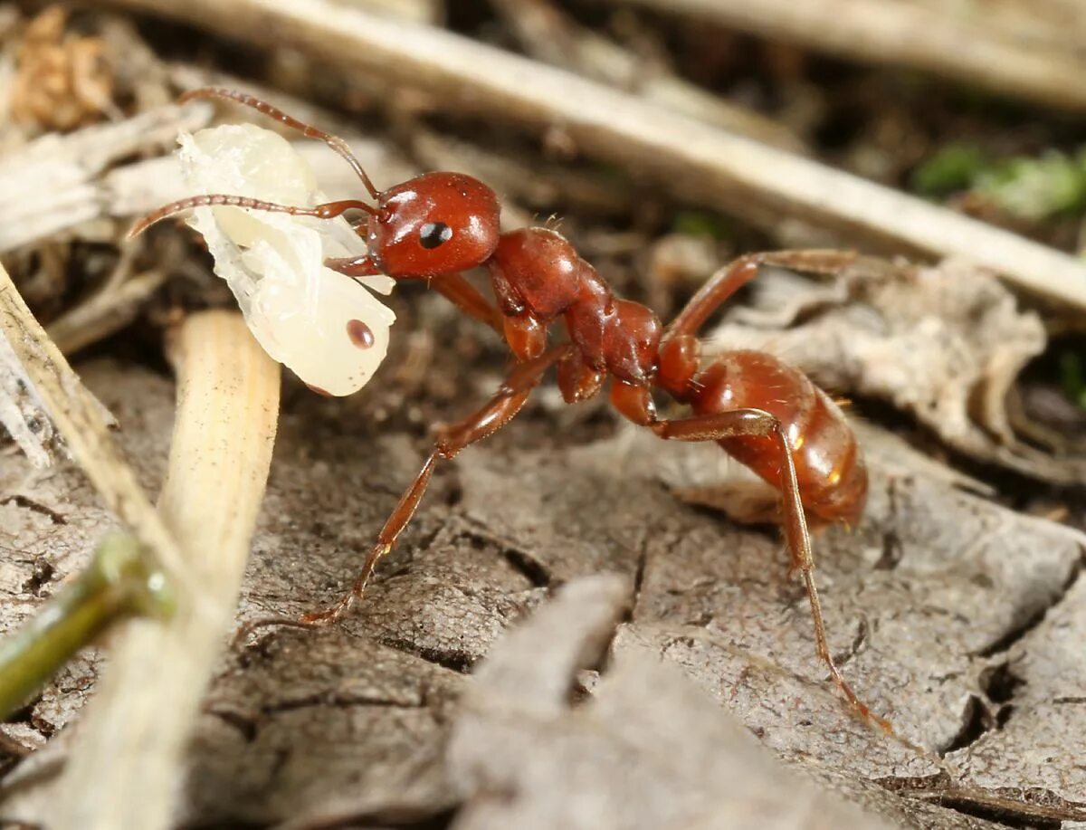 Муравьиный вид. Polyergus montivagus. Муравей. Породы муравьев. Муравьи рабовладельцы.