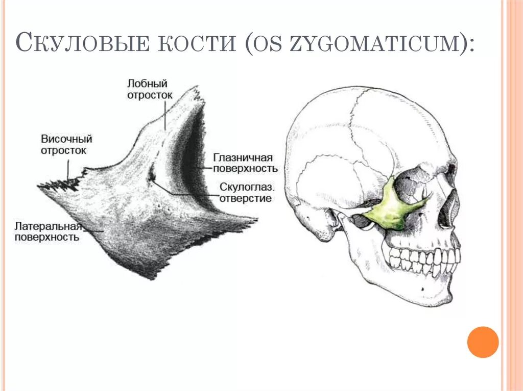 Анатомия скуловой кости