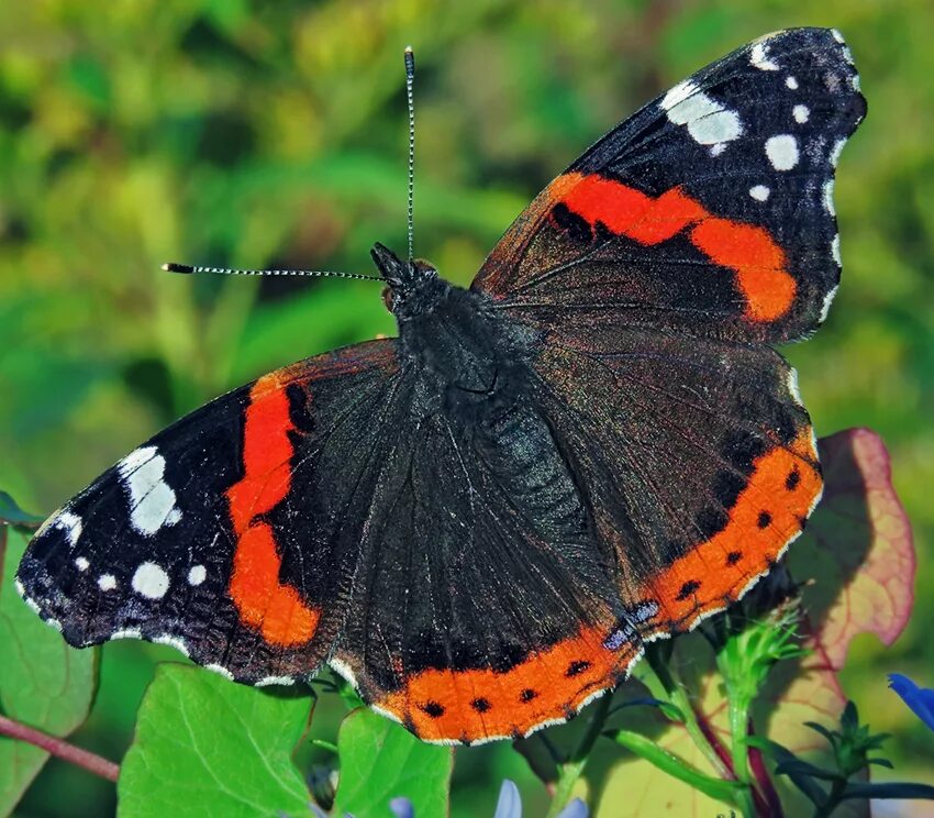 Бабочка Адмирал. Vanessa Atalanta бабочка. Окрас бабочек Адмирал. Адмирал (Vanessa Atalanta). Какие бабочки адмирал