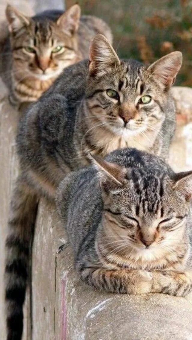 Ve cat