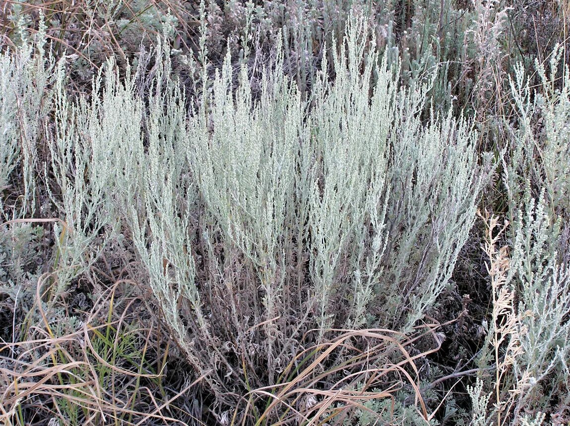 полынь осенью. полынь в астрахани. полынь серая. полынь (wormwood). полынь серая.