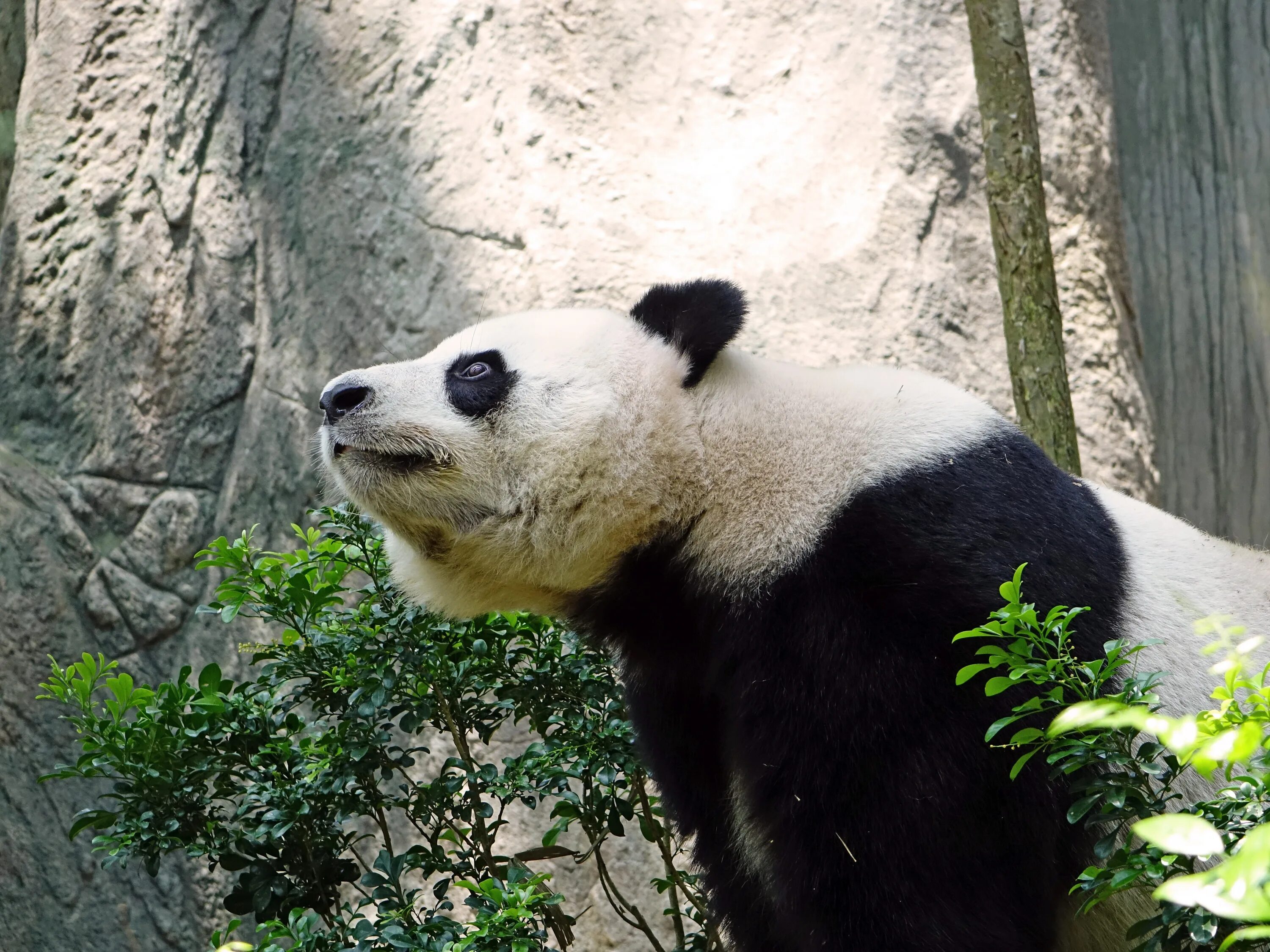 Pandas endangered