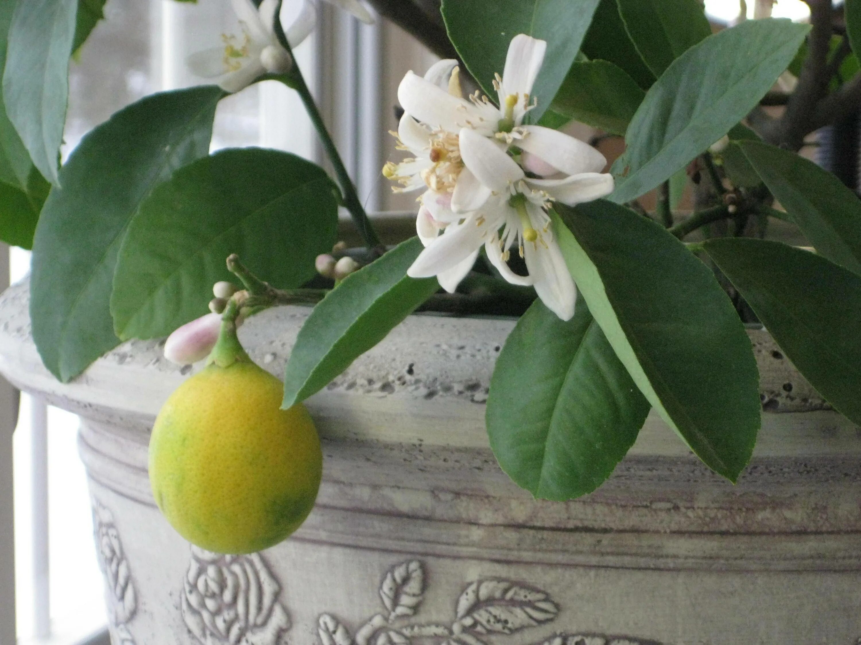 Сколько домашний лимон. Лимон Мейера цветение. Цитрус лимон Мейера комнатный. Цитрус (комнатное растение) лимон Мейера саженец. Мейер лимонное дерево цветок.
