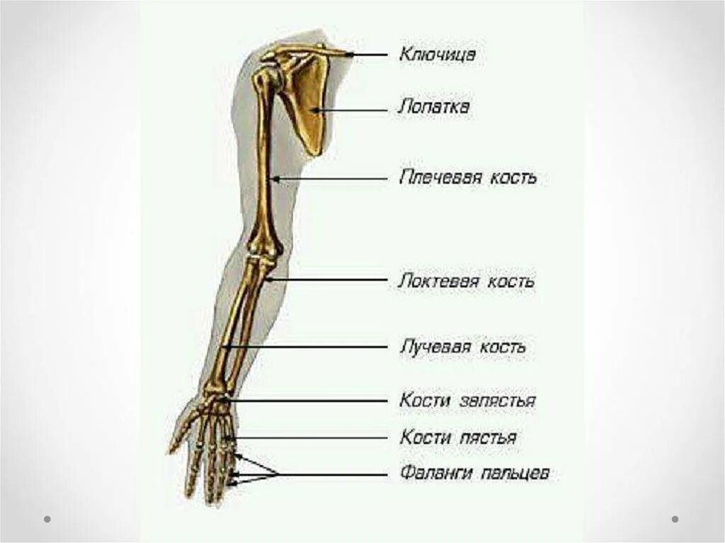 Скелет свободных конечностей отделы. Кости пояса верхней конечности человека. Кости составляющие скелет верхней конечности. Скелет пояса верхних конечностей (плечевого пояса). Скелет свободной верхней конечности плечевая кость.