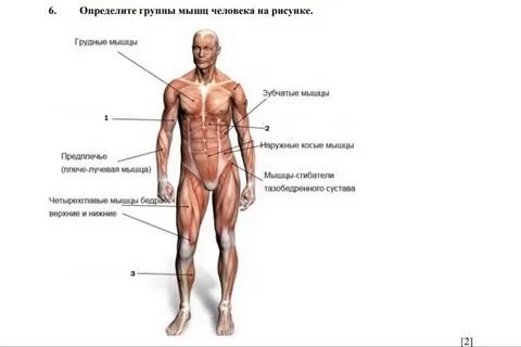 2 основные группы мышц