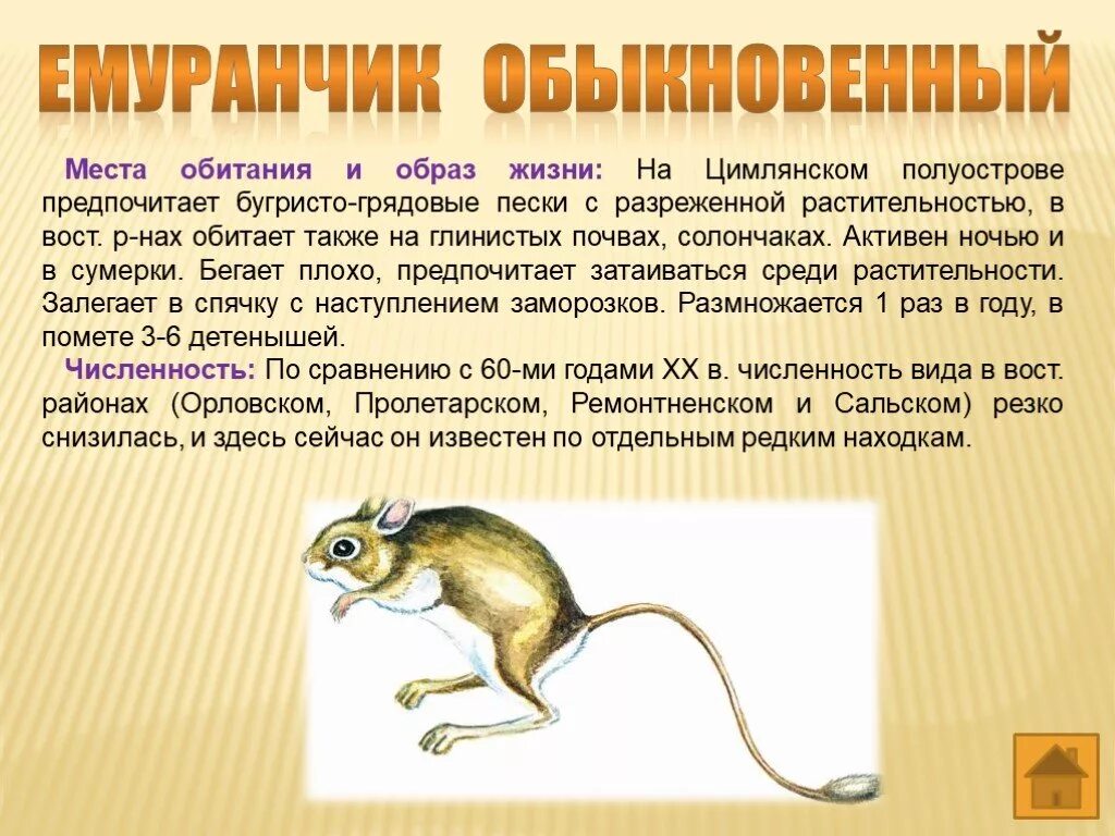 Образ обитания. Обыкновенный емуранчик. Ростовская область емуранчик. Место обитания тушканчика. Обыкновенный емуранчик описание.