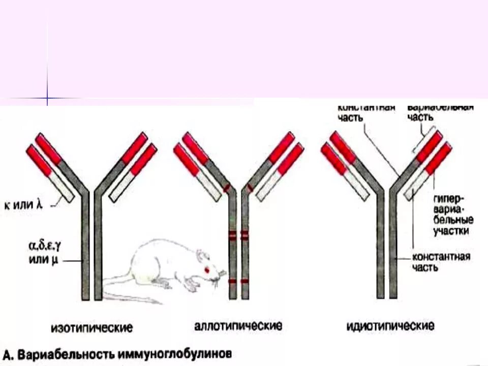 Отличия иммуноглобулинов. Генетика иммуноглобулинов(антител). Изотип аллотип и идиотип иммуноглобулинов. Изотип иммуноглобулинов определяется структурой. Аллотип иммуноглобулин.