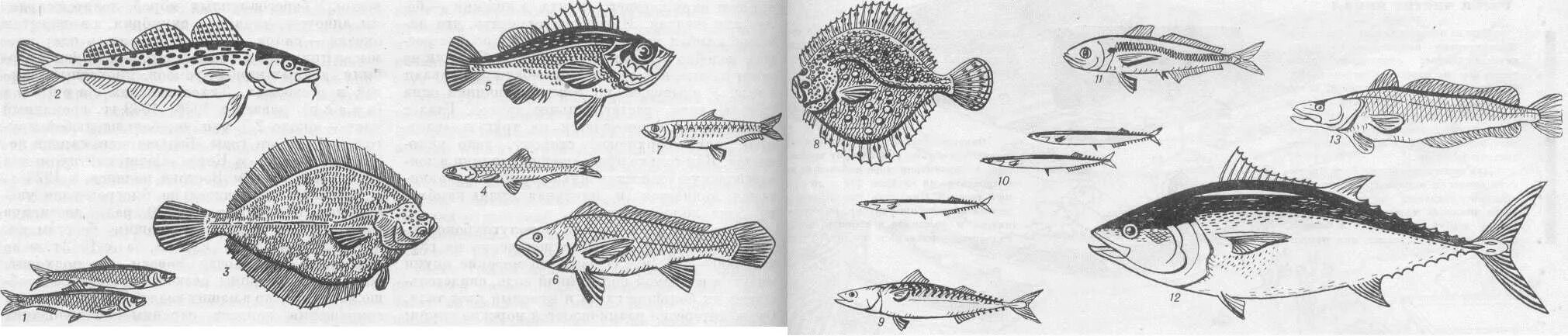 промысловая рыба северных морей 6 букв. треска баренцева моря. рыбы семейства тресковых названия. промысловая рыба северных морей 6 букв. сайда треска пикша.