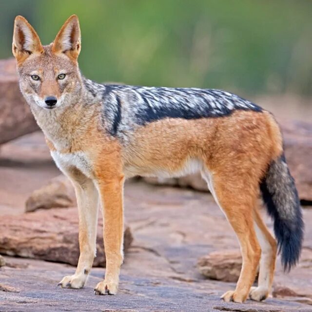 Кошачий лемур ареал. Серау мун. Медведь австралии сумчатый австралии. Винторогая антилопа. Мадагаскарские виверны.