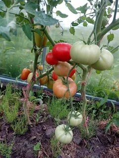 Огород томаты в теплице