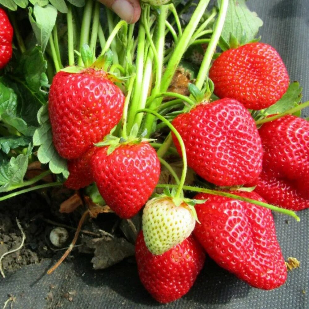 Саженцы земляники садовой. Земляника ремонтантная р9. Саженцы земляники садовой. Клубника ремонтантная monterey. Саженцы земляники садовой.