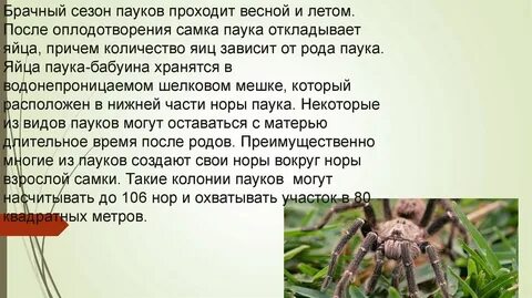 Как проходит паук