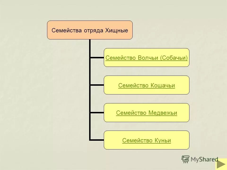 схема классификации отряда хищные. классификация отряда хищные. семейство млекопитающих отряда хищных. семейства отряда хищные таблица. семейства отряда хищные таблица.