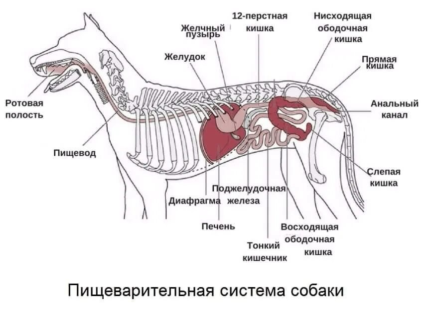 Пищевод собаки