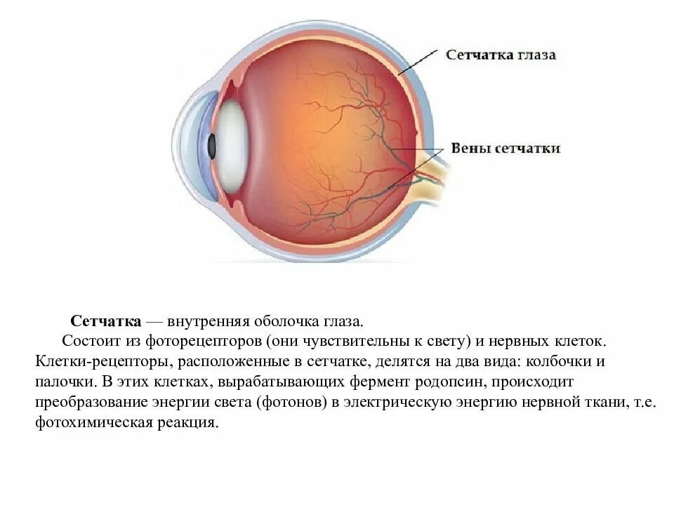Строение сетчатки оболочки глаза. Внутренняя оболочка глаза анатомия. Функции внутренней оболочки глаза. Сетчатая оболочка глазного яблока.