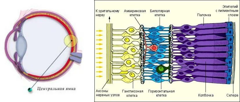 Зрительный анализатор строение сетчатки. Строение сетчатки. Строение зрительного анализатора. Биполярные клетки зрительного анализатора. Каким номером на рисунке обозначена сетчатка