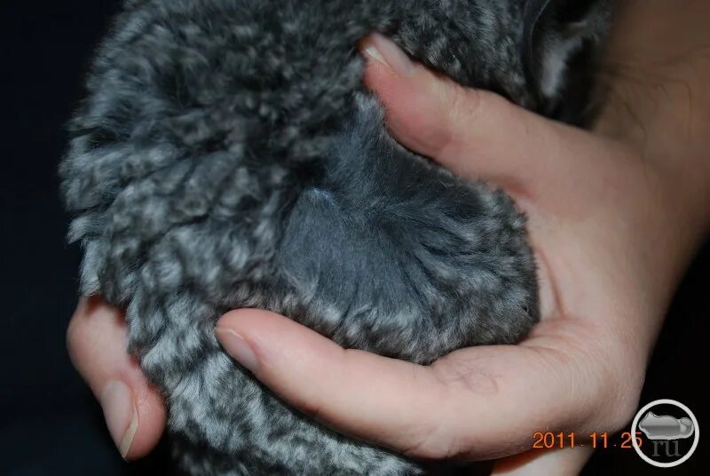 шерсть шиншиллы. мех шиншиллы. шкурка кролика. шиншилла из валяной шерсти. шиншилла выгрызает шерсть.