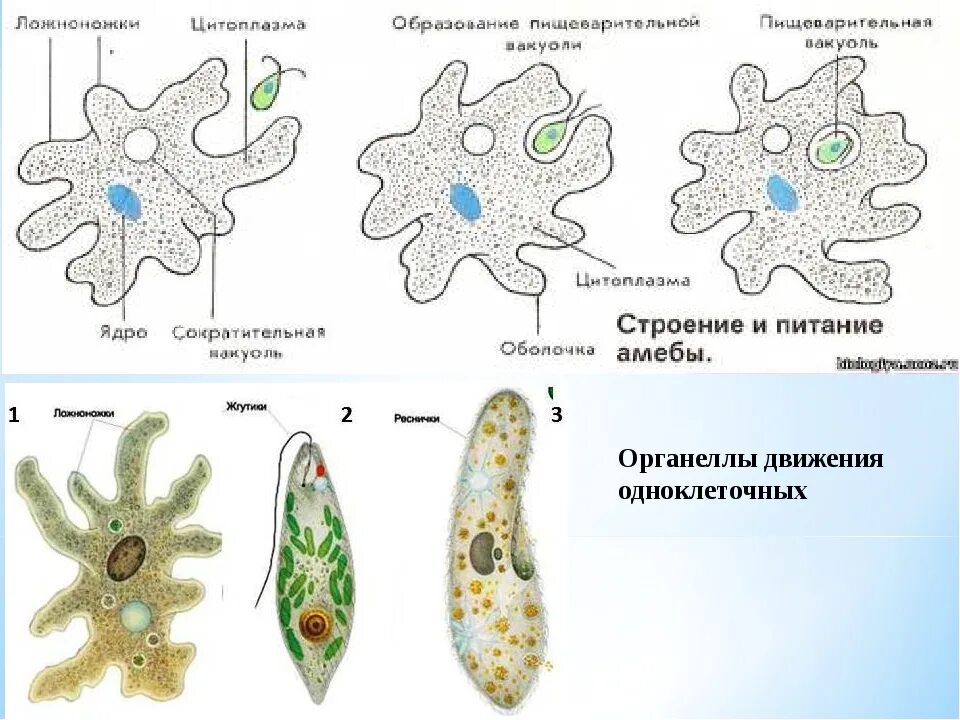 Покрытосеменные одноклеточные. Строение одноклеточных. Одноклеточные простейшие. Одноклеточные организмы. Одноклеточные животные представители.