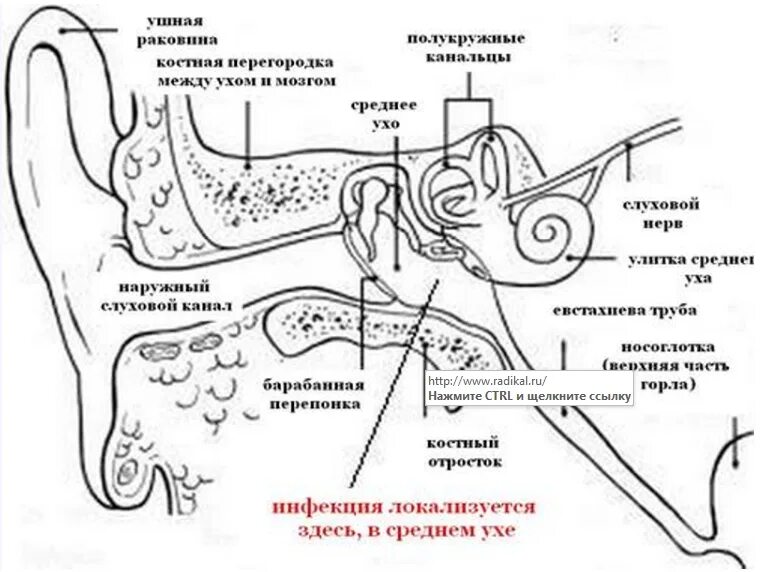 Болит ухо и горло с правой стороны. Строение уха рис 139. Среднее ухо человека схема. Схема уха. Схема строения уха.
