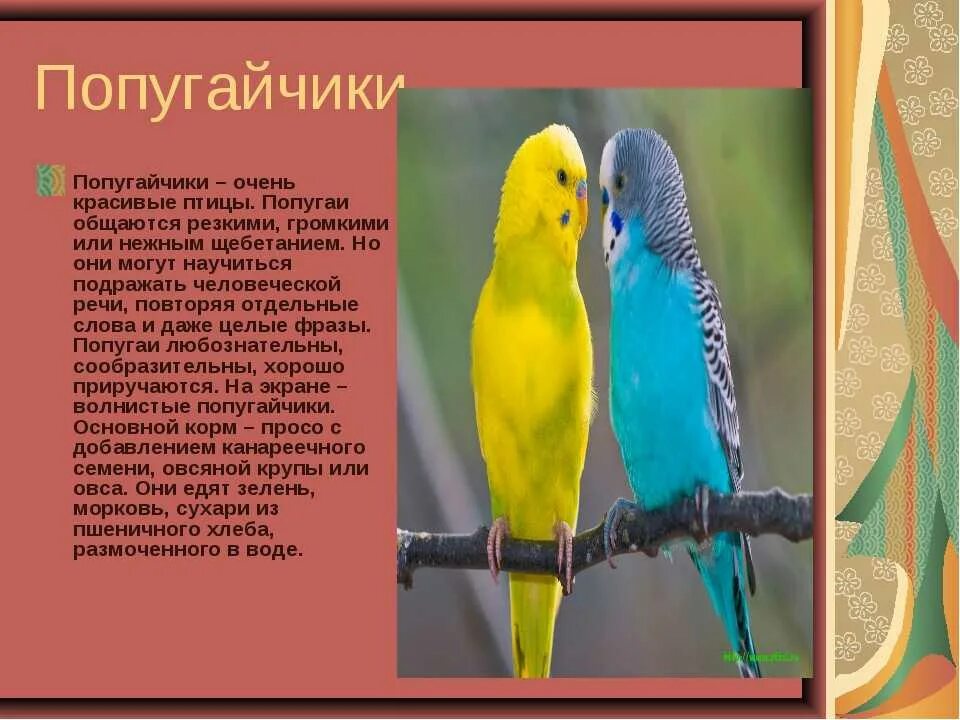 Рассказ о попугае. Сведения о попугаях. Рассказать о попугай. Сообщение о попугае.