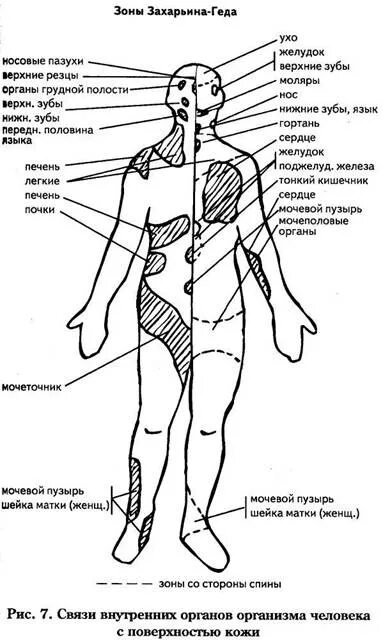 Текст песни геда геда геда. Текст песни геда геда геда. Текст песни геда геда геда. Проекционные зоны захарьина-геда схема. Зоны гиперестезии захарьина-геда.
