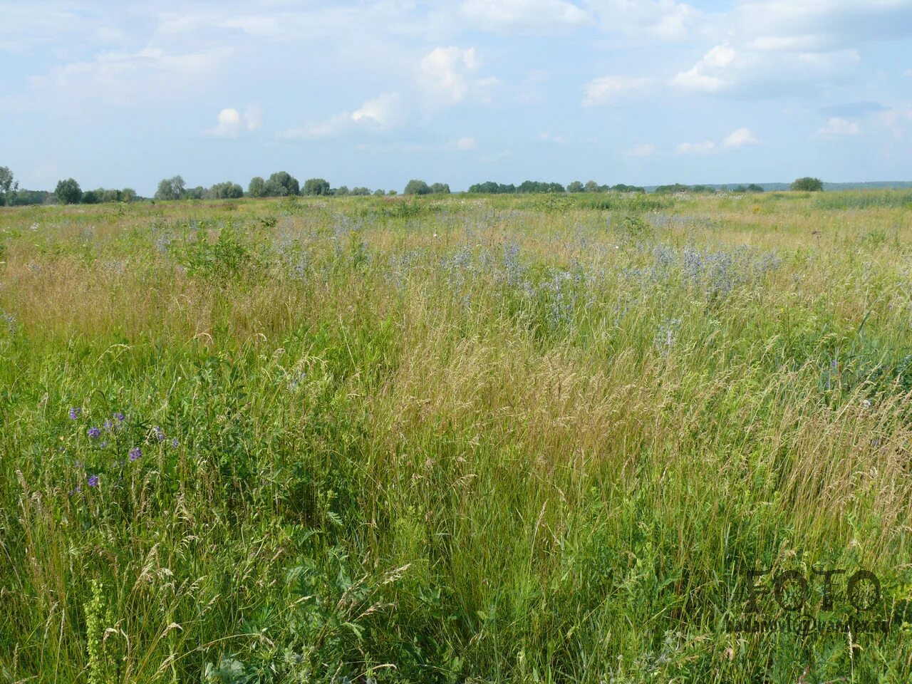 Злаково-разнотравные луга. Лен и люцерна. Разнотравно-злаковая степь краснодарский край. На заливных лугах растут ценные кормовые. Заливной разнотравный луг.