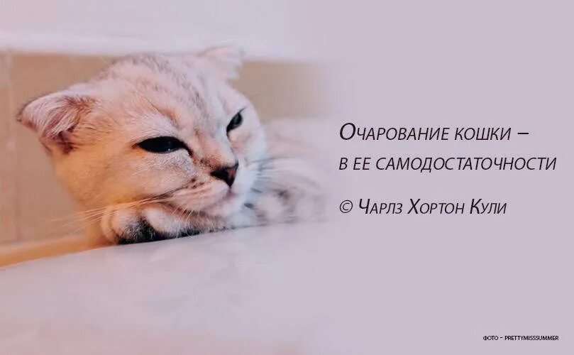 Человек и кот цитаты. Афоризмы про кошек. высказывания о кошках. афоризмы с котиками. высказывания о кошках и котах.