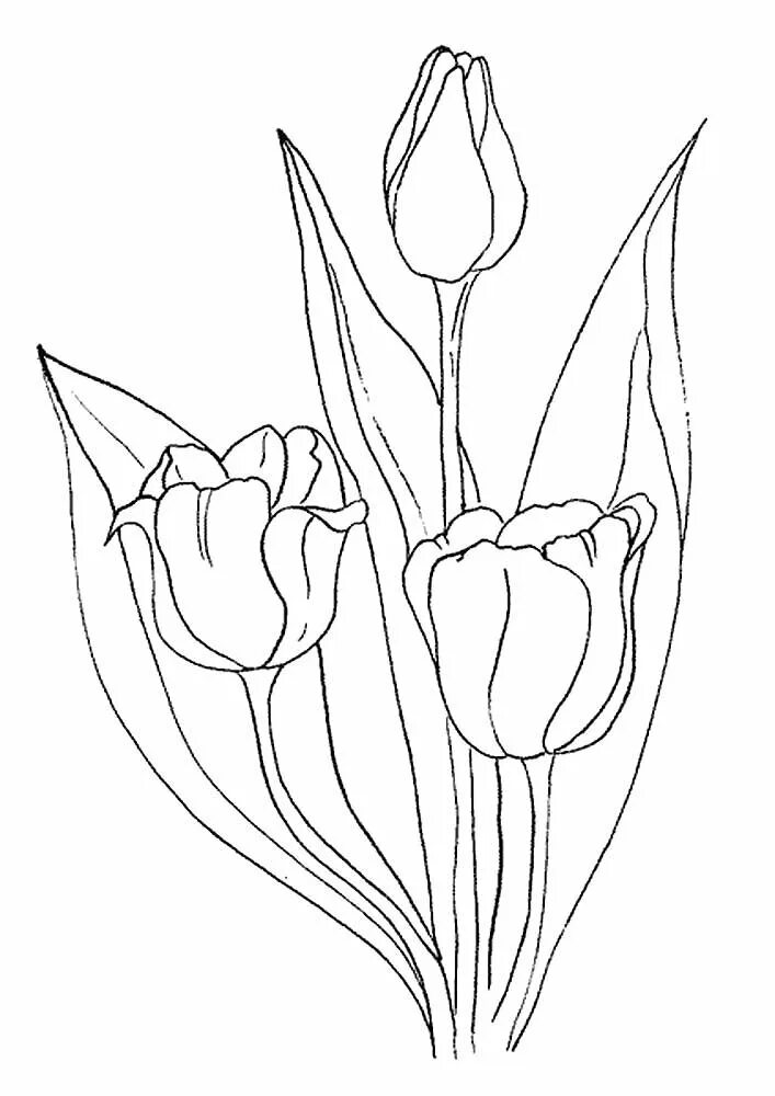 Тюльпан Шренка раскраска. Тюльпан раскраска. Тюльпан раскраска для детей. Тюльпаны рисунок. Нарисовать рисунок тюльпаны