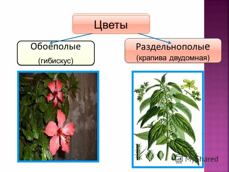 Растения с обоеполыми цветками. Растения с раздельнополыми цветками. Крапива двудомная околоцветник. Венчик у крапивы двудомной.