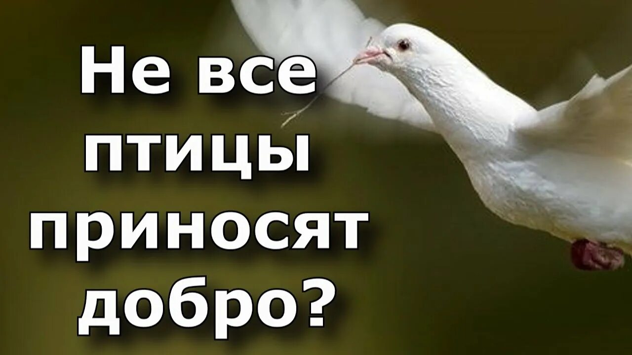 Примета птичка накакала на одежду. Птица нагадила. обкаканный птицами. птицы которые приносят добро. примета птичка какнула на ногу.