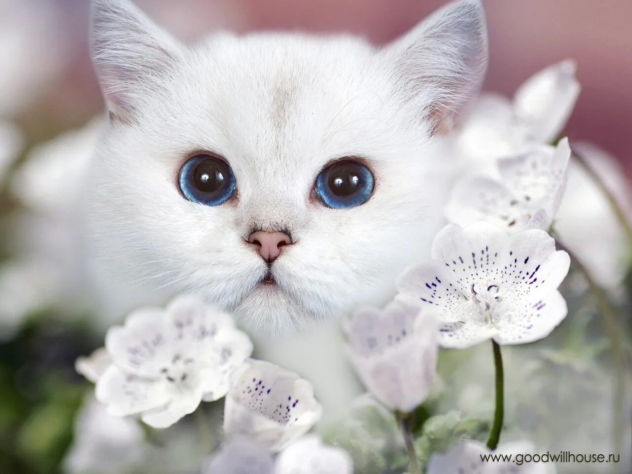 Милая белая кошка