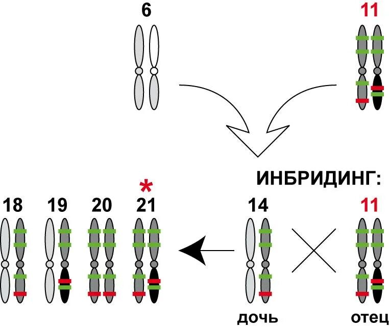 Получение чистых линий инбридингом