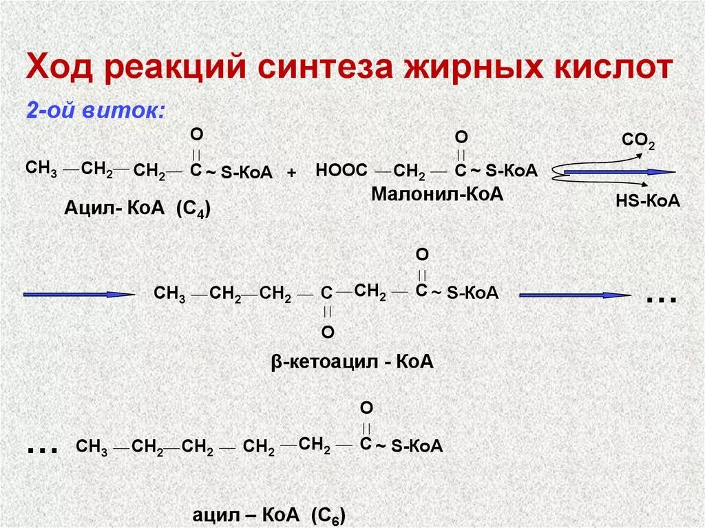 Синтез вжк. Суммарное уравнение биосинтеза жирных кислот. Синтез жирных кислот биохимия реакции. Синтез жирных кислот схема. Химизм реакции синтеза жирных кислот.