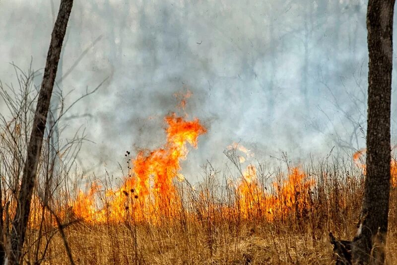 Лесные пожары. Природные пожары в россии (2010). Лесные пожары в пермском крае. Зона задымления в лесу. Известные природные пожары.