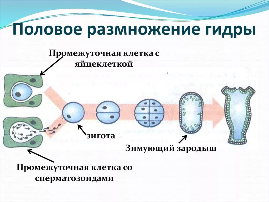 Биология тест половое размножение. Стадии полового размножения гидры. Стадии развития гидры при половом размножении. Половое размножение пресноводной гидры. Размножение гидры пресноводной.