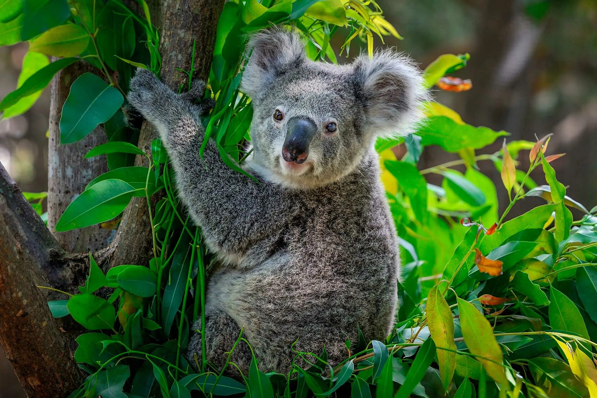 Животные Австралии коала. Коала сумчатое. Эндемики Австралии коала. Австралия сумчатые коала. Коала природе
